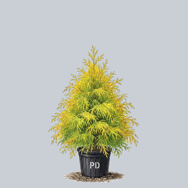 Filifera Aurea Sawara Cypress