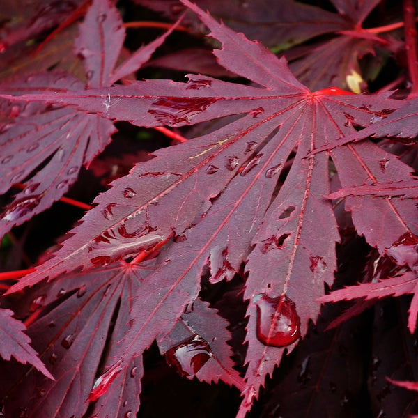 Fireball Japanese Maple - Japanese Maple - Japanese Maples