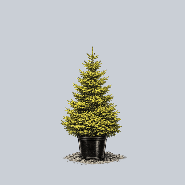 Firefly Oriental Spruce