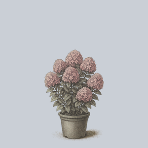 Fire Light Tidbit Panicle Hydrangea