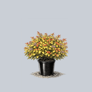 Firelight Spirea