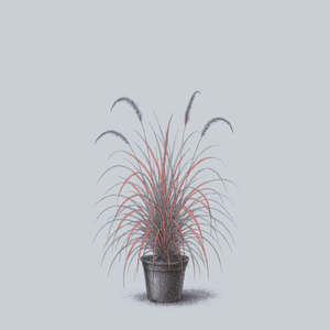 Fireworks Fountain Grass