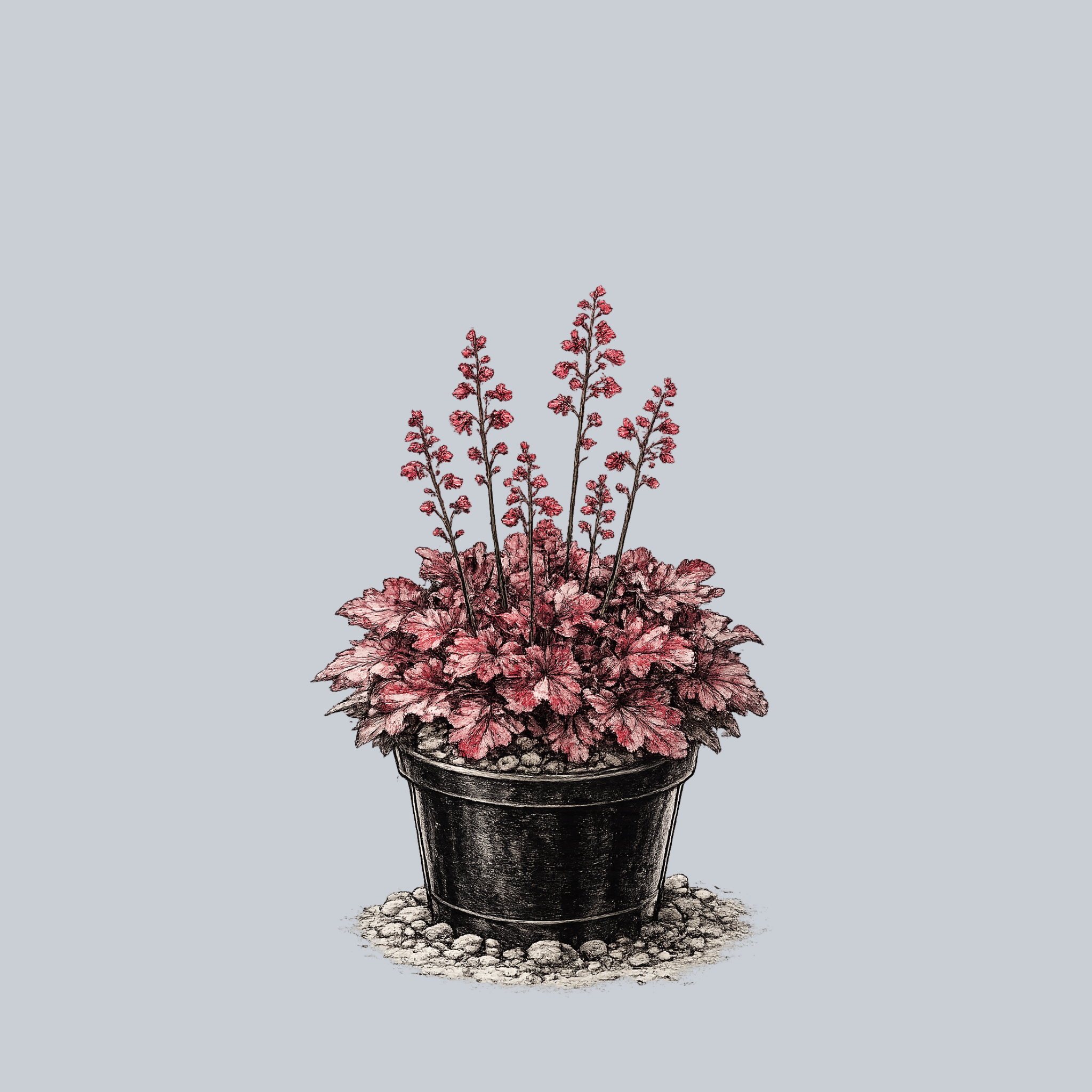 can you plant coral bells in a pot Fire Chief Coral Bells – Plant Detectives