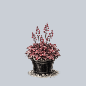 Fire Chief Coral Bells