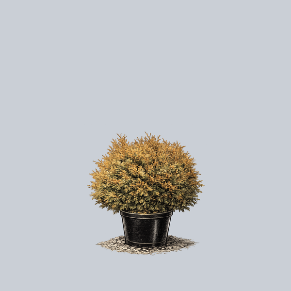 Fire Chief Globe Arborvitae