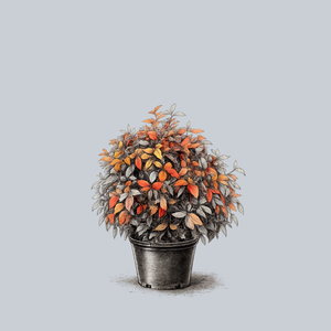 Fire Power Heavenly Bamboo