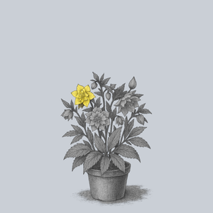 First Dance Lenten Rose