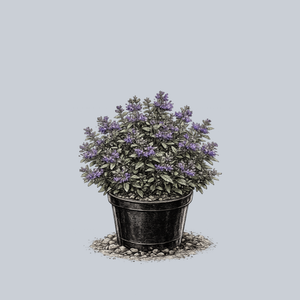 First Choice Bluebeard