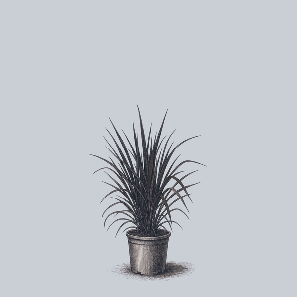 dracaena black knight First Knight Fountain Grass – Plant Detectives