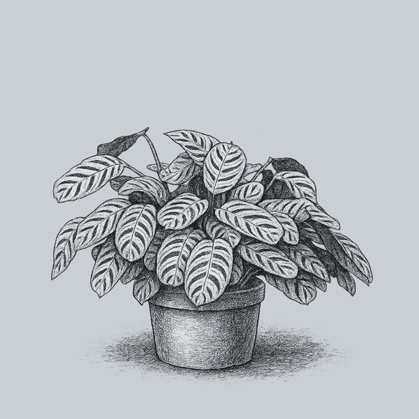 Fishbone Calathea – Plant Detectives