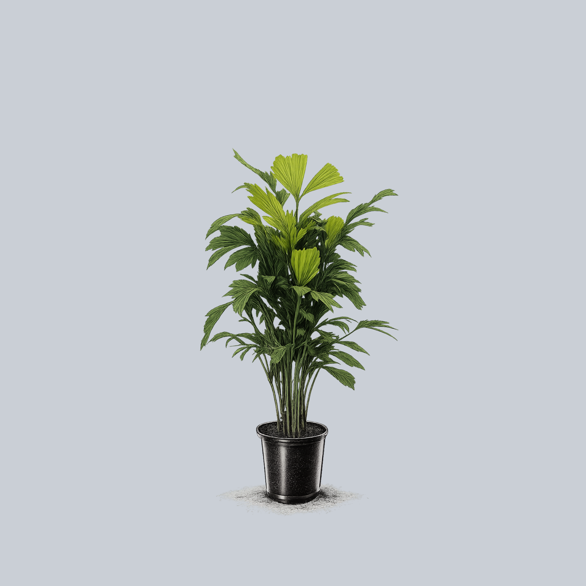 fishtail plant Fishtail Palm – Plant Detectives