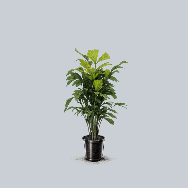 fishtail succulent Fishtail Palm – Plant Detectives