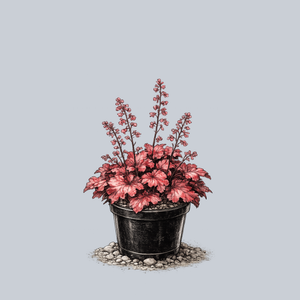 Fire Alarm Coral Bells