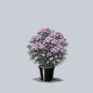 Flame Lilac Tall Garden Phlox