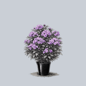 Flame Purple Tall Garden Phlox