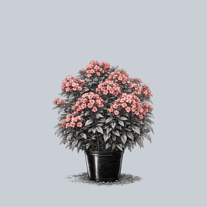 Flame Coral Tall Garden Phlox