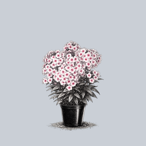 Flame Pro Baby Doll Tall Garden Phlox