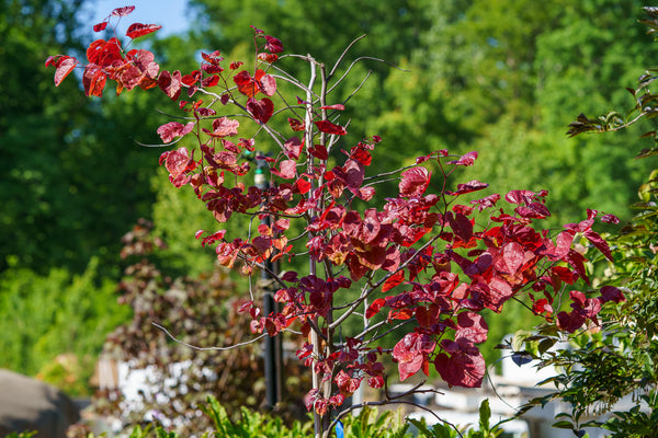 Flame Thrower Redbud - Redbud - Flowering Trees