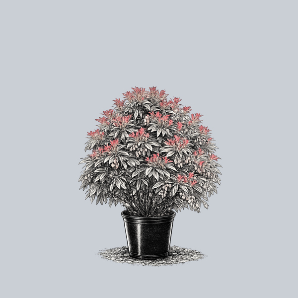 Flaming Silver Pieris