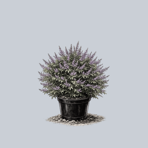 Flip Side Chaste Tree