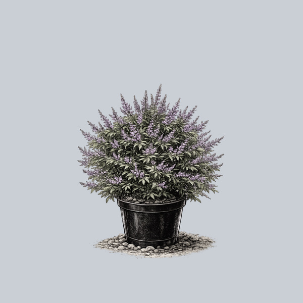 Flip Side Chaste Tree