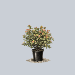 FloralBerry Pinot St. John's Wort