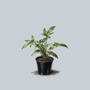 Florida Philodendron