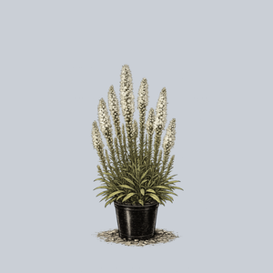 Floristan White Blazing Star