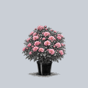 Flower Carpet Pink Rose