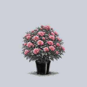 Flower Carpet Pink Supreme Rose