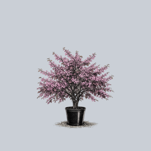 Forest Pansy Eastern Redbud