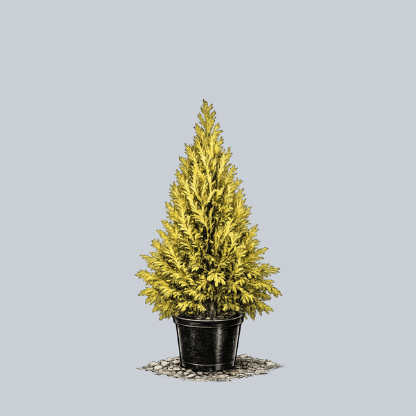 Forever Goldy Arborvitae