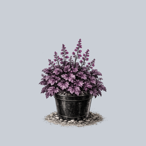 Forever Purple Coral Bells