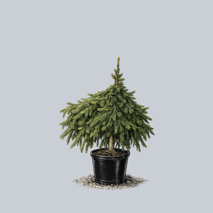 Formanek Norway Spruce