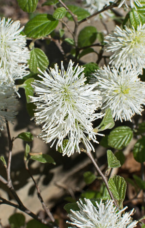 Fothergilla Blossom