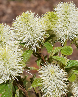 Fothergilla Blossom and Leaves