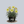Load image into Gallery viewer, Fours are Wild Daylily
