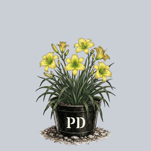 Fours are Wild Daylily
