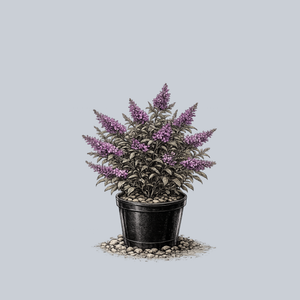 Fourth of July Butterfly Bush