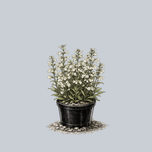 Foxglove Beardtongue