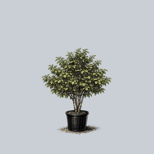 Fox Valley Dwarf River Birch