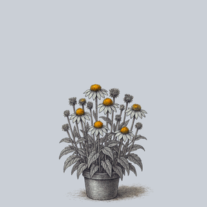 Fragrant Angel Coneflower