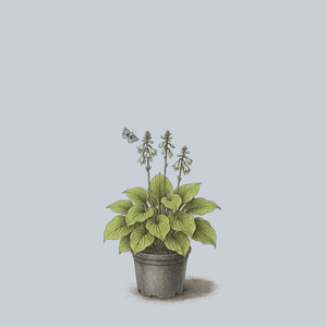 Fragrant Bouquet Hosta
