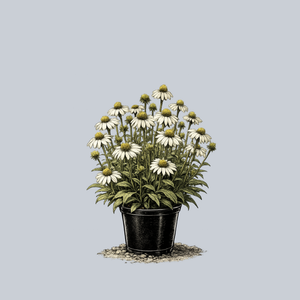Fragrant Angel Coneflower