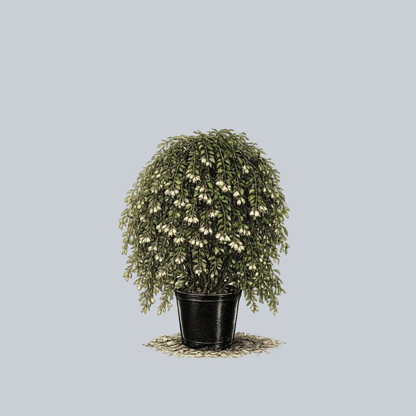 Fragrant Fountain Japanese Snowbell