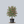 Load image into Gallery viewer, Franco's Red Dogwood
