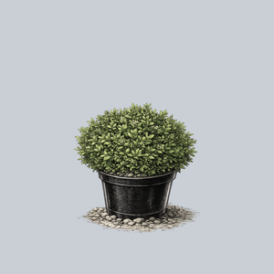 Franklins Gem Boxwood