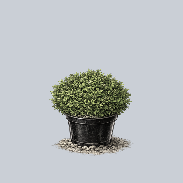 Franklins Gem Boxwood
