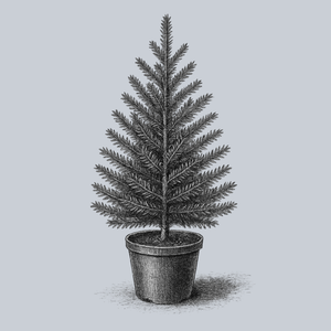 Fraser Fir