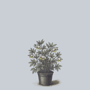 French Kiss Lenten Rose